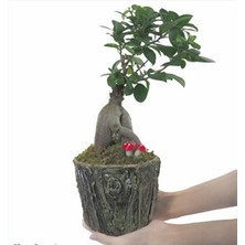 Hasal Flower - Ficus Ginseng Bonsai & Odunsu Muds Beton Saksıda Hediyelik Canlı Çiçek