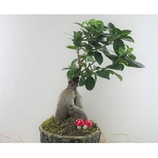 Hasal Flower - Ficus Ginseng Bonsai & Odunsu Muds Beton Saksıda Hediyelik Canlı Çiçek