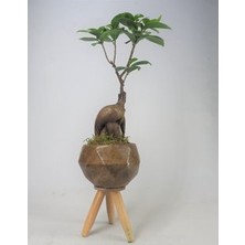 Hasal Flower - Ficus Ginseng Bonsai & Odunsu Remz Ayaklı Beton Saksıda Hediyelik Canlı Çiçek