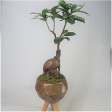 Hasal Flower - Ficus Ginseng Bonsai & Odunsu Remz Ayaklı Beton Saksıda Hediyelik Canlı Çiçek