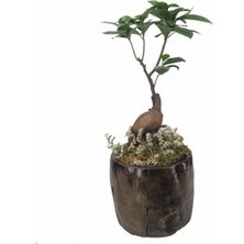 Hasal Flower - Ficus Ginseng Bonsai & Remz Odun Beton Saksıda Hediyelik Canlı Çiçek