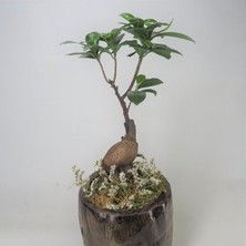 Hasal Flower - Ficus Ginseng Bonsai & Remz Odun Beton Saksıda Hediyelik Canlı Çiçek