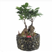 Hasal Flower - Ficus Ginseng Bonsai & Siyah Honey Beton Saksıda Hediyelik Canlı Çiçek