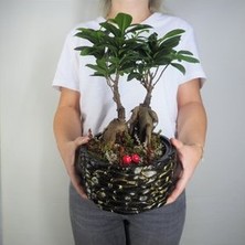 Hasal Flower - Ficus Ginseng Bonsai & Siyah Honey Beton Saksıda Hediyelik Canlı Çiçek