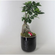 Hasal Flower - Ficus Ginseng Bonsai & Siyah Yuts Seramik Saksıda Hediyelik Canlı Çiçek