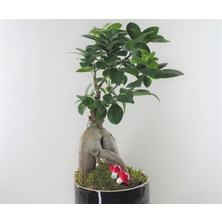 Hasal Flower - Ficus Ginseng Bonsai & Siyah Yuts Seramik Saksıda Hediyelik Canlı Çiçek