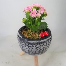 Hasal Flower - Pembe Kalanşo Kalanchoe & Siyah Bers Ayaklı Beton Saksıda Hediyelik Canlı Çiçek