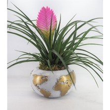 Hasal Flower - Mini Hava Bitkisi Tillandsia & Beyaz Büyük Dünyam Beton Saksıda Hediyelik Canlı Çiçek