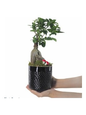 Hasal Flower - Ficus Ginseng Bonsai & Siyah Yuts Seramik Saksıda Hediyelik Canlı Çiçek