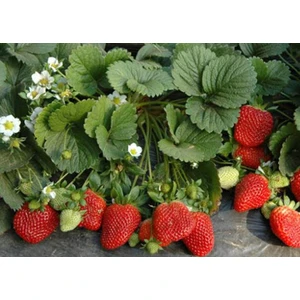 Ada Tarım 30 Adet Soğuğa Dayanıklı Açık Kök Frigo Tz.yediveren Çilek Fidesi Fidanı