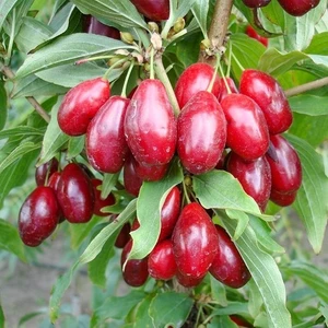 Tüplü Kızılcık Fidanı