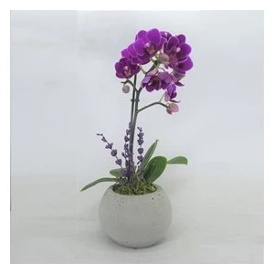 Flower - Tek Dal Mini Mor Orkide & Gri Moon Beton Saksıda Hediyelik Canlı Çiçek