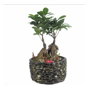 Flower - Ficus Ginseng Bonsai & Siyah Honey Beton Saksıda Hediyelik Canlı Çiçek