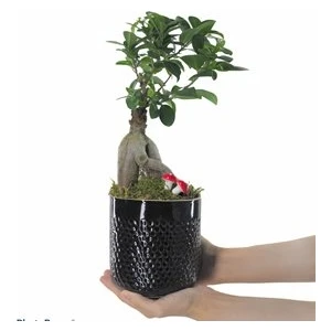 Flower - Ficus Ginseng Bonsai & Siyah Yuts Seramik Saksıda Hediyelik Canlı Çiçek