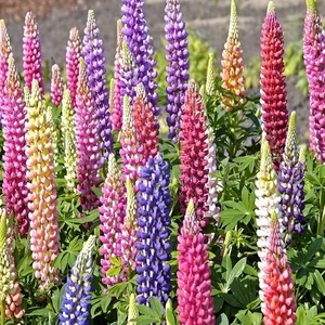 Lupin Acı Bakla Çiçeği