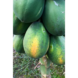 Tropik Yerli Papaya Meyvesi
