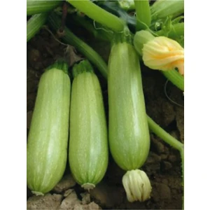 Agrodal Tarım  Sakız Tipi Dolmalık Kabak Tohumu 20 Adet Tohum