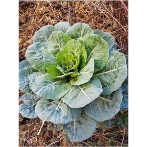 Agrodal Tarım Yöresel Meşhur Karadeniz Lahanası 100 Adet Tohum