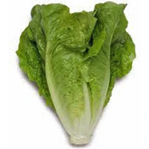 Agrodal Tarım  Marul Yedikule 1000 Adet Tohum