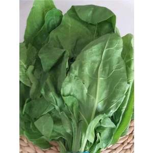 Agrodal Tarım  Sarmalık Yaprak Pancar Pazı Tohumu 100 Adet Tohum