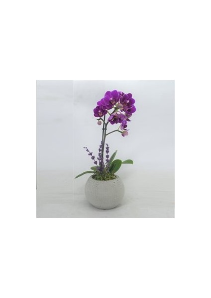 Flower - Tek Dal Mini Mor Orkide & Gri Moon Beton Saksıda Hediyelik Canlı Çiçek