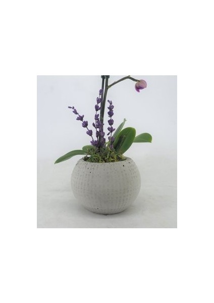 Flower - Tek Dal Mini Mor Orkide & Gri Moon Beton Saksıda Hediyelik Canlı Çiçek modelleri