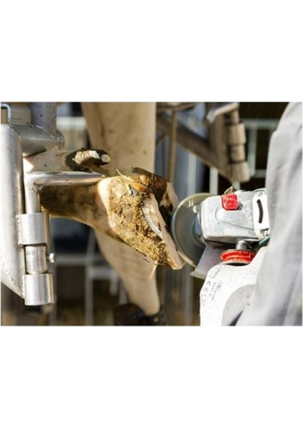 6 Bıçaklı Tırnak Diski fırsatları