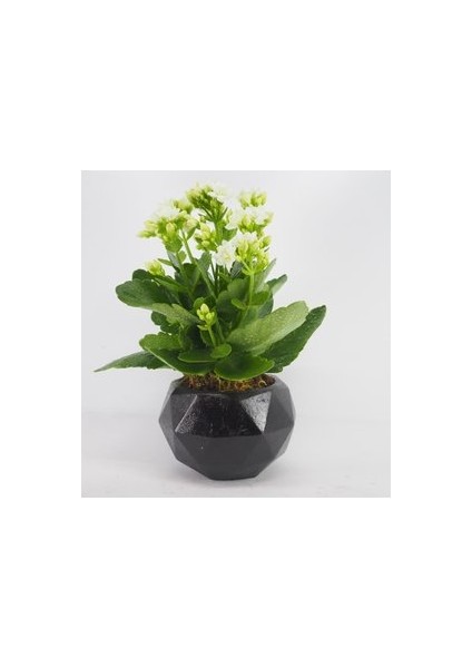 Flower - Beyaz Kalanşo Kalanchoe & Siyah Geometrik Beton Saksıda Hediyelik Canlı Çiçek