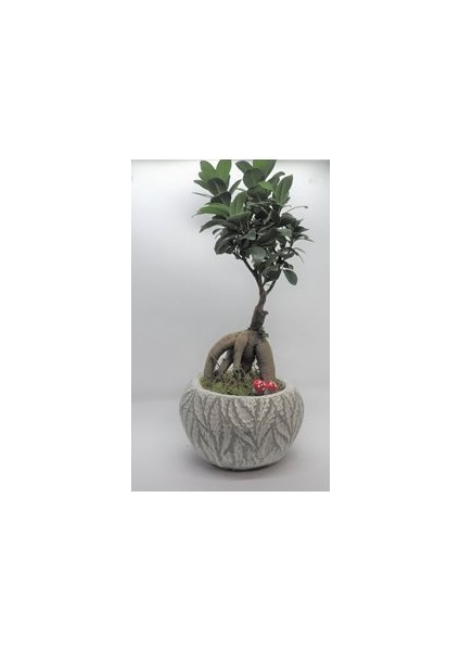 Flower - Ficus Ginseng Bonsai & Beyaz Vane Beton Saksıda Hediyelik Canlı Çiçek