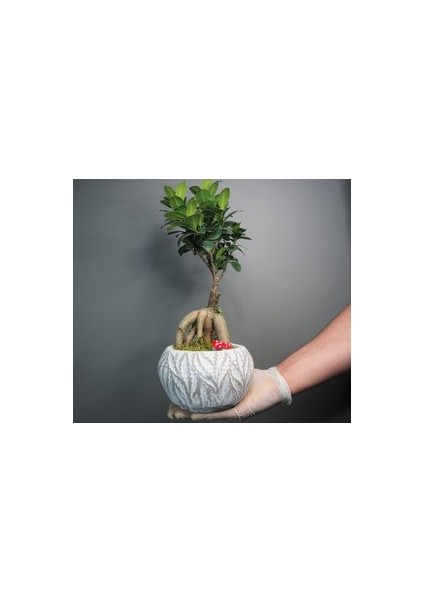 Flower - Ficus Ginseng Bonsai & Beyaz Vane Beton Saksıda Hediyelik Canlı Çiçek fiyatları