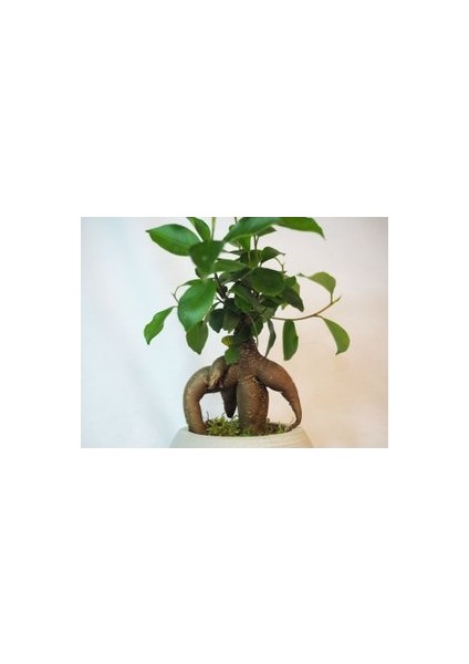 Flower - Ficus Ginseng Bonsai & Gri Venüs Beton Saksıda Hediyelik Canlı Çiçek fiyatları