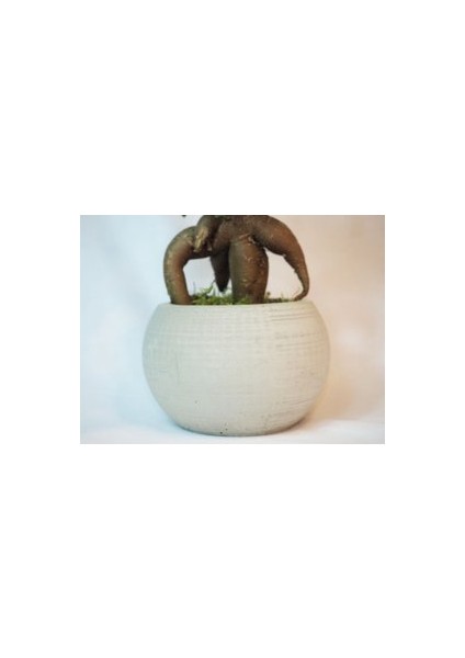 Flower - Ficus Ginseng Bonsai & Gri Venüs Beton Saksıda Hediyelik Canlı Çiçek modelleri