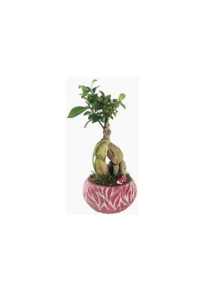 Flower - Ficus Ginseng Bonsai & Kırmızı Vane Beton Saksıda Hediyelik Canlı Çiçek