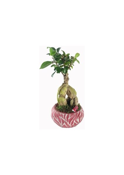 Flower - Ficus Ginseng Bonsai & Kırmızı Vane Beton Saksıda Hediyelik Canlı Çiçek modelleri