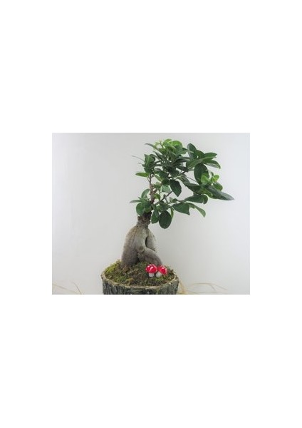 Flower - Ficus Ginseng Bonsai & Odunsu Muds Beton Saksıda Hediyelik Canlı Çiçek fırsatları