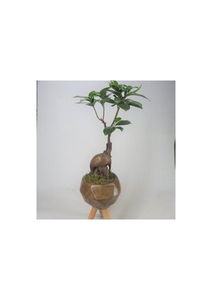 Flower - Ficus Ginseng Bonsai & Odunsu Remz Ayaklı Beton Saksıda Hediyelik Canlı Çiçek