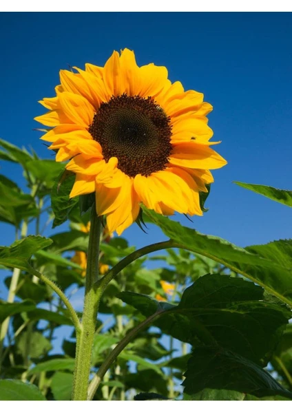 Agrodal Tarım  Çerezlik Ayçiçeği Tohumu 50 Adet Tohum