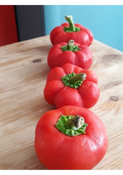 Meşhur Domates Tipli Biber Tohumu 100 Adet Tohum