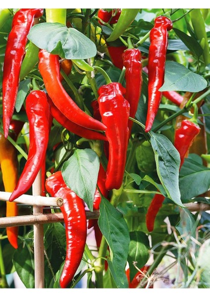 Acı Hatay Biberi Tohumu 100 Adet Tohum