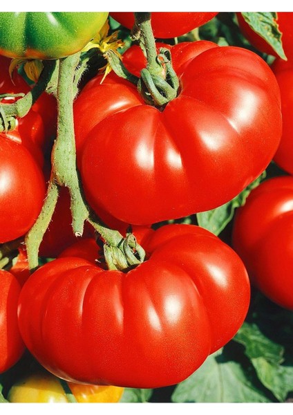 Antep Domatesi Tohumu 100 Adet Tohum
