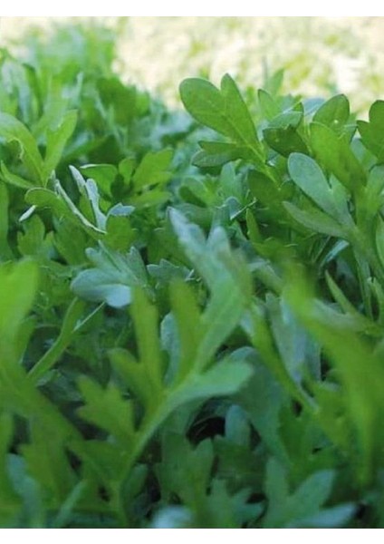 Yeşillik Kıl Tere 1000 Adet Tohum