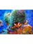 Kayıp Balık Nemo Sayılarla Boyama Seti 40 x 50 cm (Tuvale Gerili) 1