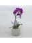 Flower - Tek Dal Mini Mor Orkide & Gri Moon Beton Saksıda Hediyelik Canlı Çiçek 1