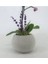 Flower - Tek Dal Mini Mor Orkide & Gri Moon Beton Saksıda Hediyelik Canlı Çiçek 3