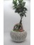 Flower - Ficus Ginseng Bonsai & Beyaz Vane Beton Saksıda Hediyelik Canlı Çiçek 1