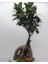 Flower - Ficus Ginseng Bonsai & Beyaz Vane Beton Saksıda Hediyelik Canlı Çiçek 3