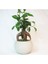 Flower - Ficus Ginseng Bonsai & Gri Venüs Beton Saksıda Hediyelik Canlı Çiçek 1