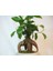 Flower - Ficus Ginseng Bonsai & Gri Venüs Beton Saksıda Hediyelik Canlı Çiçek 2
