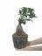 Flower - Ficus Ginseng Bonsai & Odunsu Muds Beton Saksıda Hediyelik Canlı Çiçek 1