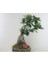 Flower - Ficus Ginseng Bonsai & Odunsu Muds Beton Saksıda Hediyelik Canlı Çiçek 4